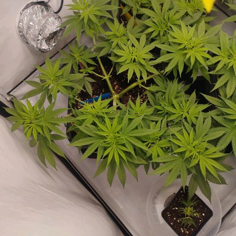 Pure Indica Groß growlog timeline photo