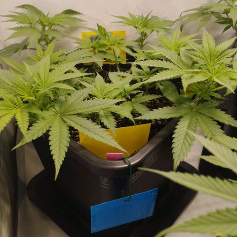 Pure Indica klein growlog timeline photo