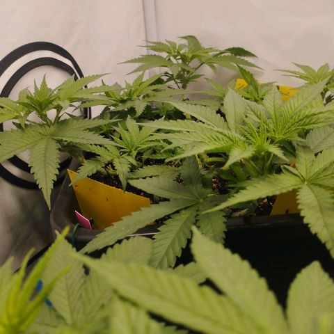Pure Indica klein growlog timeline photo