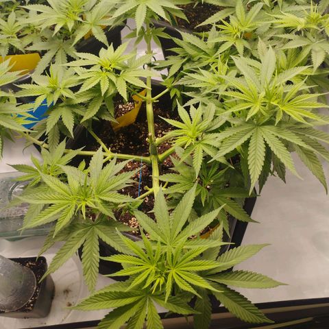 Pure Indica Groß growlog timeline photo