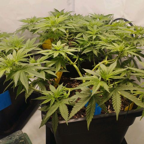 Pure Indica Groß growlog timeline photo