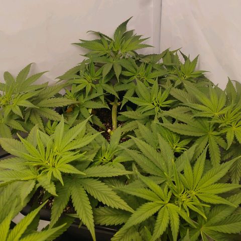 Pure Indica Mittel growlog timeline photo