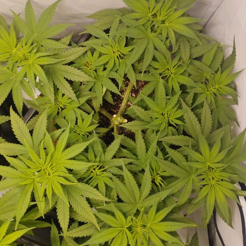Pure Indica Mittel growlog timeline photo