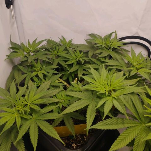 Pure Indica Mittel growlog timeline photo