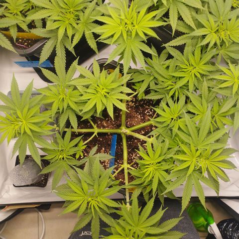 Pure Indica Groß growlog timeline photo
