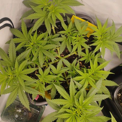 Pure Indica klein growlog timeline photo