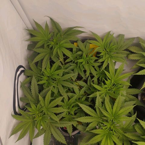 Pure Indica klein growlog timeline photo