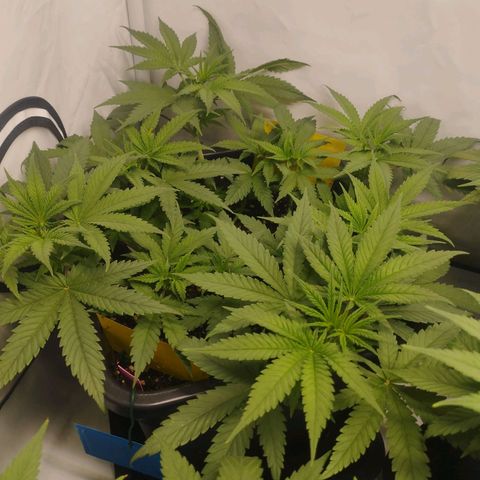 Pure Indica klein growlog timeline photo