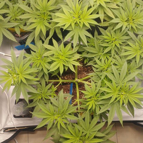 Pure Indica Groß growlog timeline photo