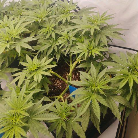 Pure Indica Groß growlog timeline photo