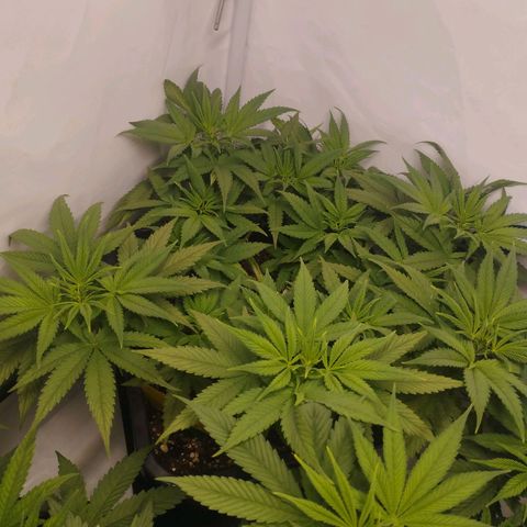 Pure Indica Mittel growlog timeline photo