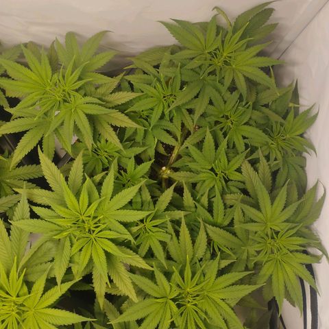 Pure Indica Mittel growlog timeline photo