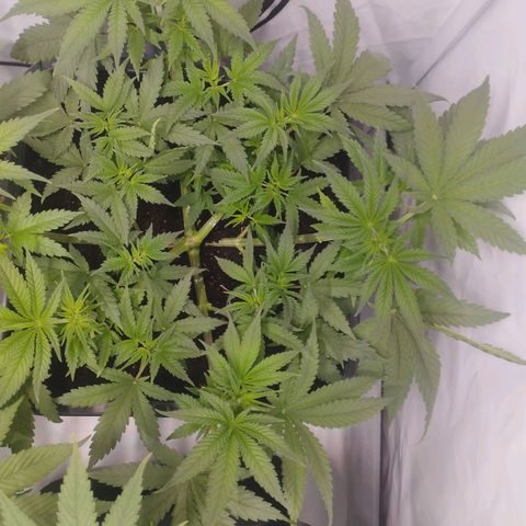 Pure Indica klein growlog timeline photo