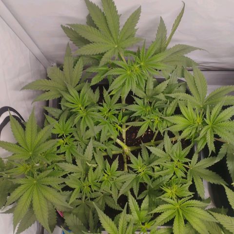 Pure Indica klein growlog timeline photo