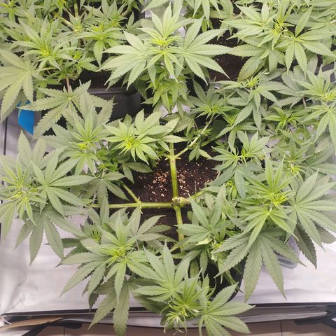 Pure Indica Groß growlog timeline photo