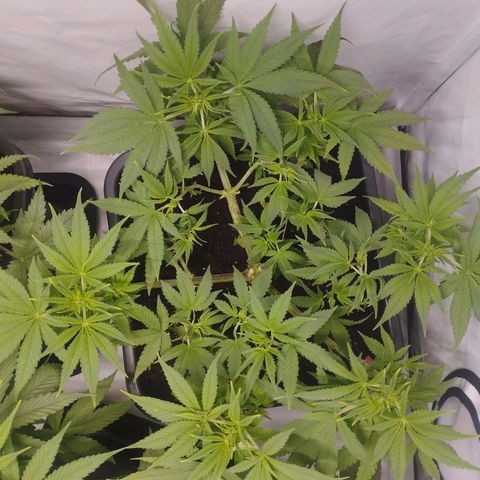 Pure Indica Mittel growlog timeline photo