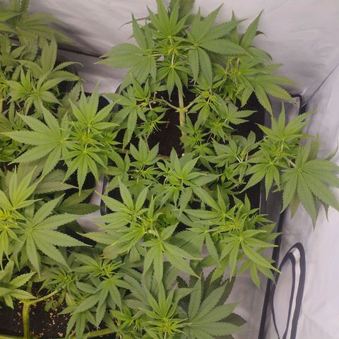Pure Indica Mittel growlog timeline photo