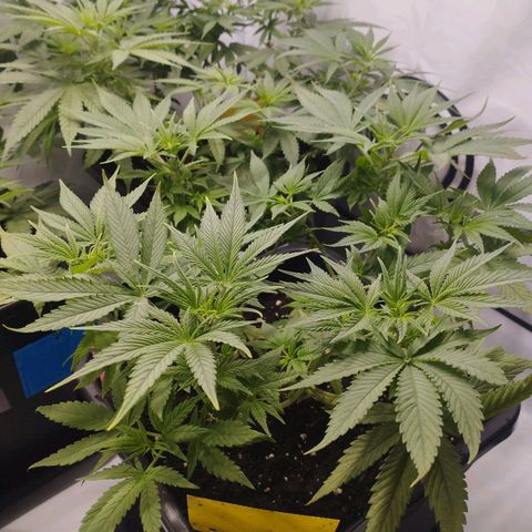 Pure Indica Mittel growlog timeline photo