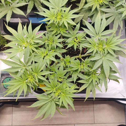 Pure Indica Mittel growlog timeline photo