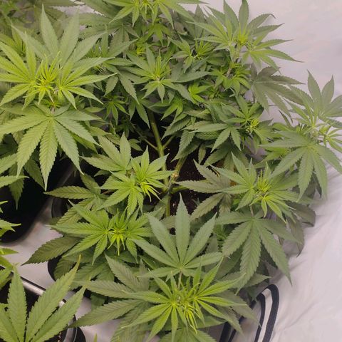 Pure Indica Groß growlog timeline photo