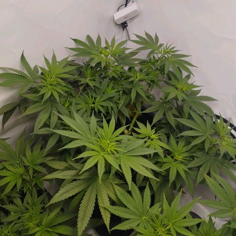 Pure Indica Groß growlog timeline photo