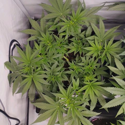 Pure Indica klein growlog timeline photo