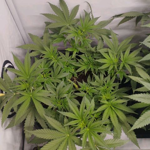 Pure Indica klein growlog timeline photo