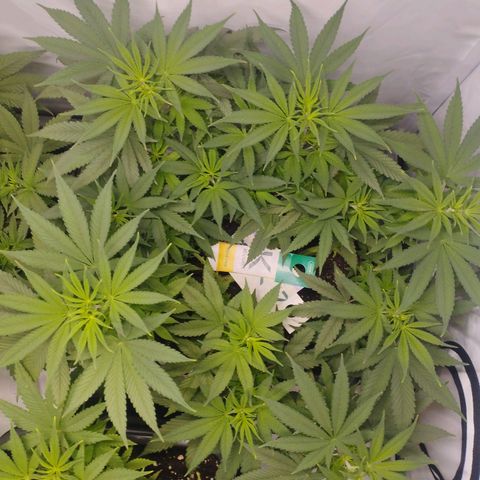 Pure Indica Groß growlog timeline photo