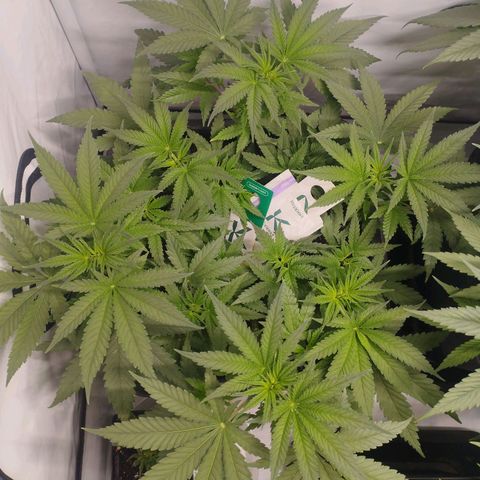 Pure Indica klein growlog timeline photo