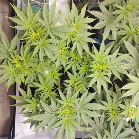 Pure Indica Mittel growlog timeline photo