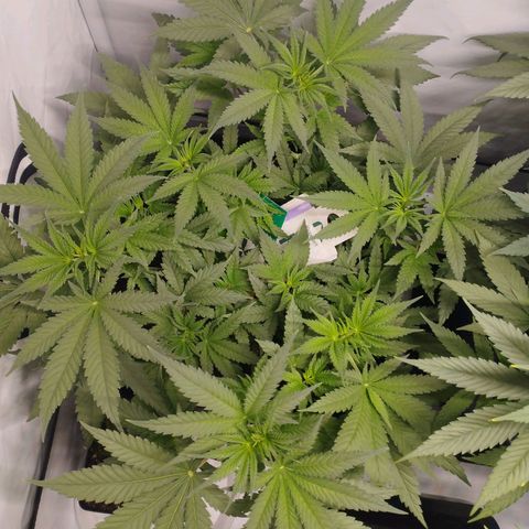 Pure Indica klein growlog timeline photo