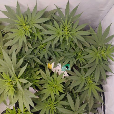 Pure Indica Groß growlog timeline photo