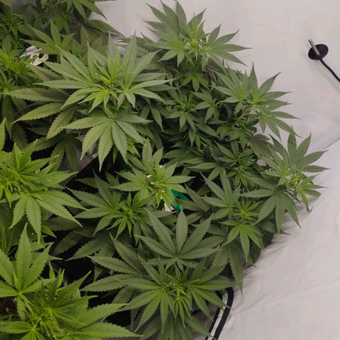 Pure Indica Groß growlog timeline photo