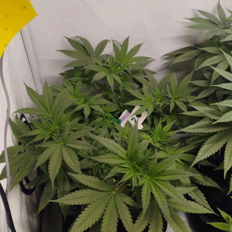 Pure Indica klein growlog timeline photo