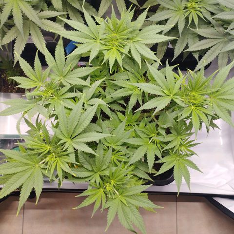 Pure Indica Mittel growlog timeline photo