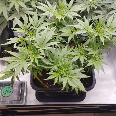 Pure Indica Mittel growlog timeline photo