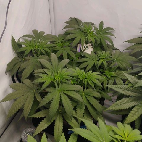 Pure Indica klein growlog timeline photo