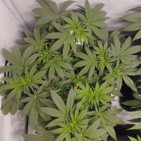 Pure Indica klein growlog timeline photo