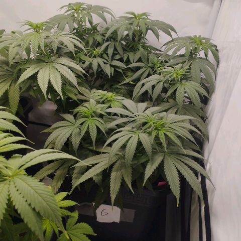 Pure Indica Groß growlog timeline photo