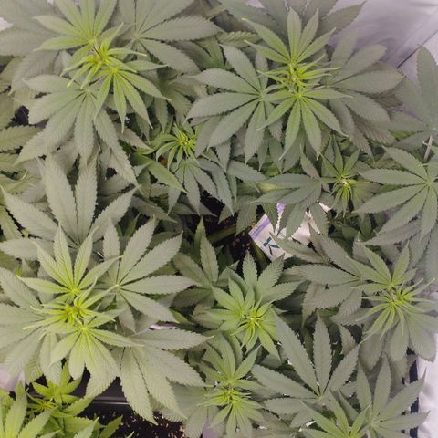 Pure Indica Groß growlog timeline photo