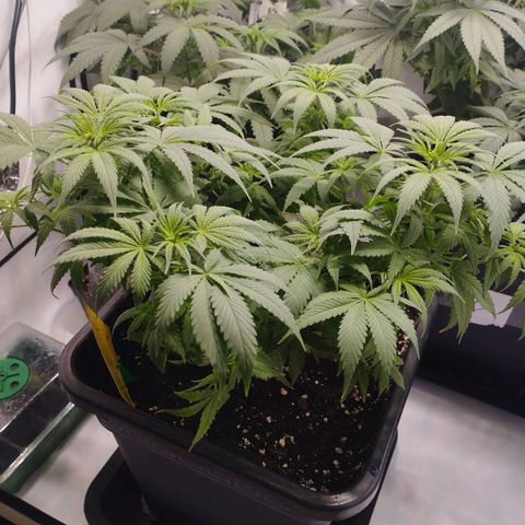 Pure Indica Mittel growlog timeline photo