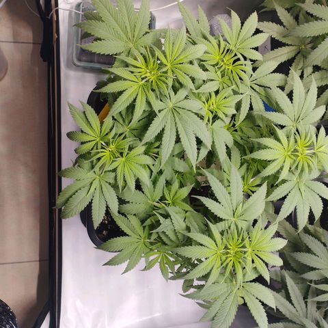 Pure Indica Mittel growlog timeline photo