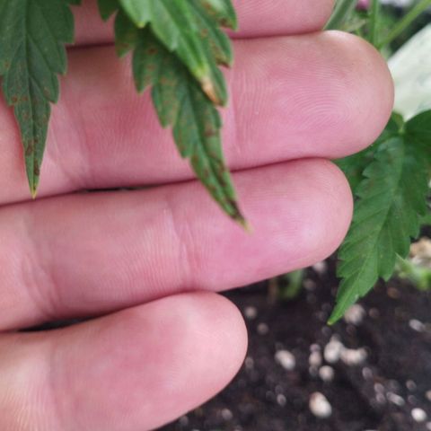 Pure Indica Mittel growlog timeline photo