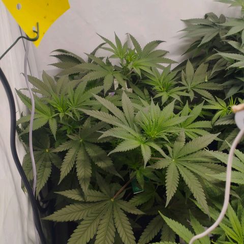Pure Indica klein growlog timeline photo