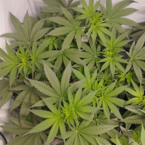 Pure Indica klein growlog timeline photo