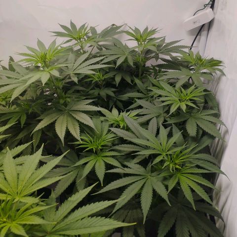 Pure Indica Groß growlog timeline photo