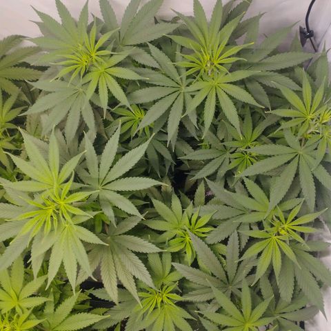 Pure Indica Groß growlog timeline photo