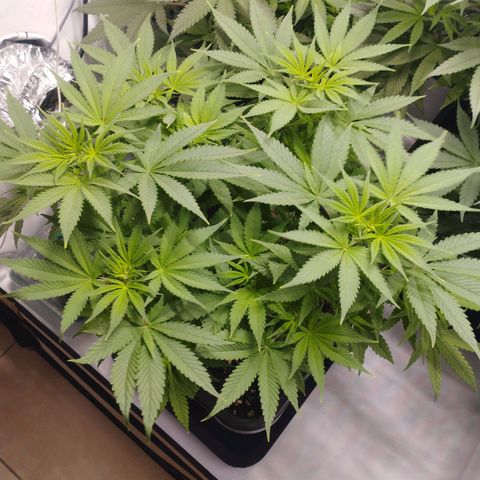 Pure Indica Mittel growlog timeline photo