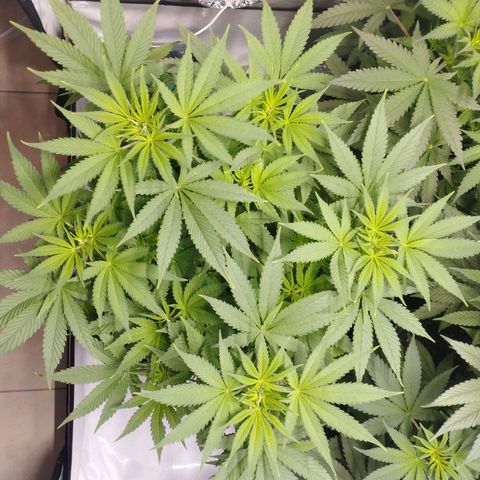 Pure Indica Mittel growlog timeline photo