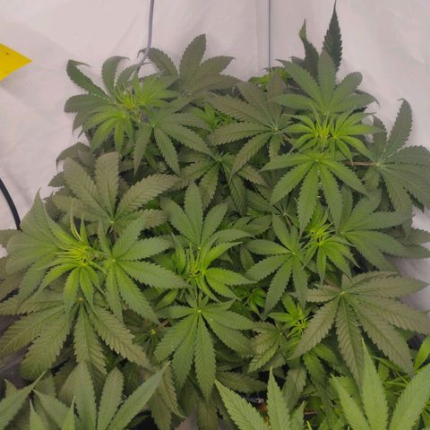 Pure Indica klein growlog timeline photo